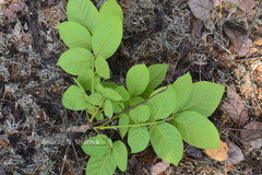 Stereospermum suaveolens